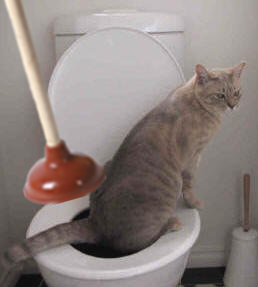 Cat on a toilet, with a plunger
