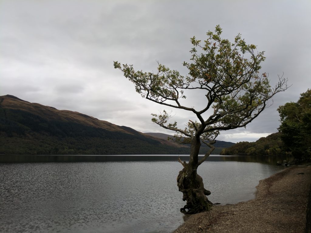 A tree stands alone, reaching out over Loch Lomond