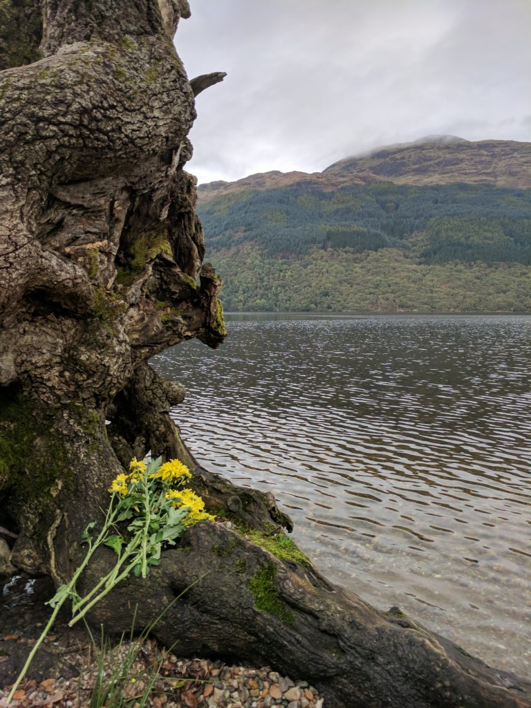 Flowers lay on the exposed roots of the tree hanging out over Loch Lomond