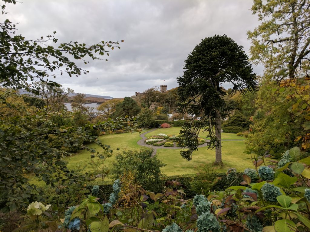 The Monkey Puzzle Tree in a garden at Dunvegan Castle