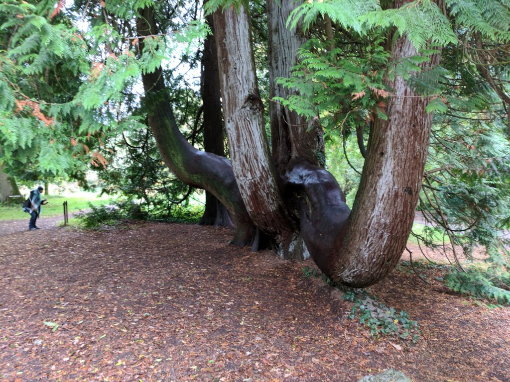 Gardens at Blarney Castle